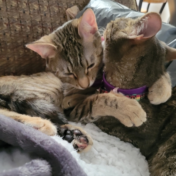 Bundle and Save - Picture 2 of 2